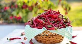 chilli papričky