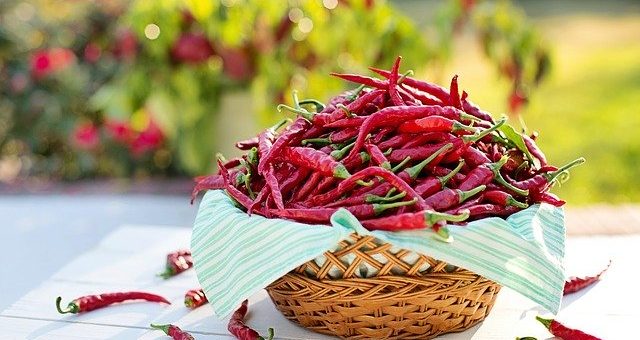 chilli papričky