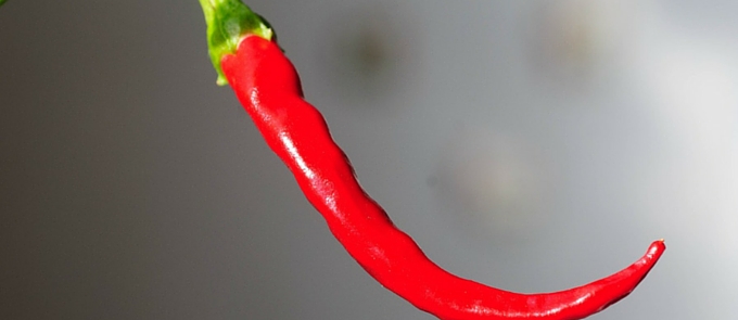 chilli papričky