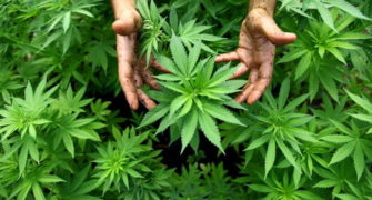 marihuana léčí