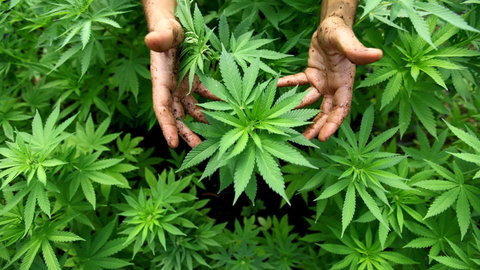 marihuana léčí