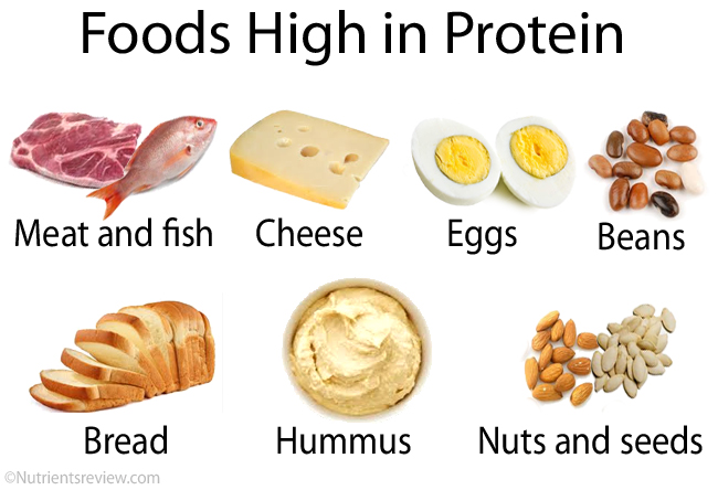 protein bílkoviny