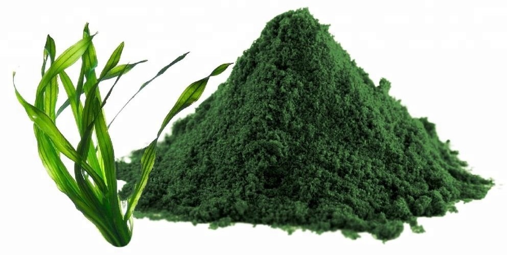 spirulina eko