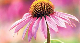 echinacea na podporu imunity