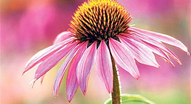 echinacea na podporu imunity