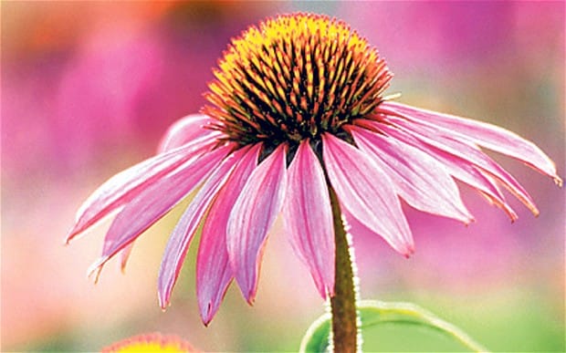 echinacea na podporu imunity