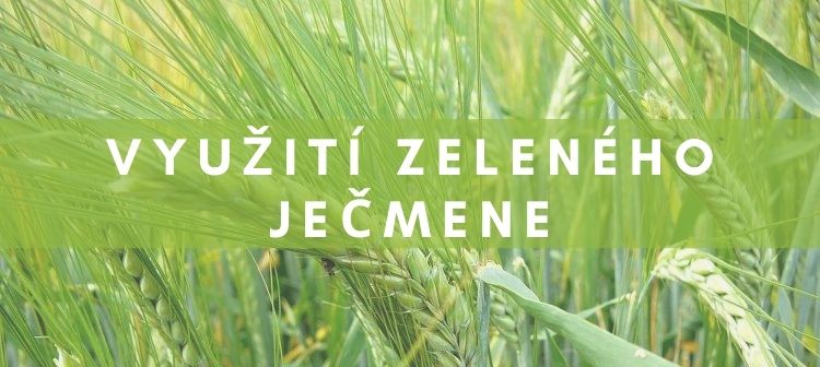 účinky zeleného ječmene