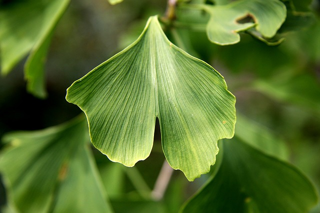 ginkgo biloba recenze