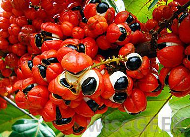 recenze guarana