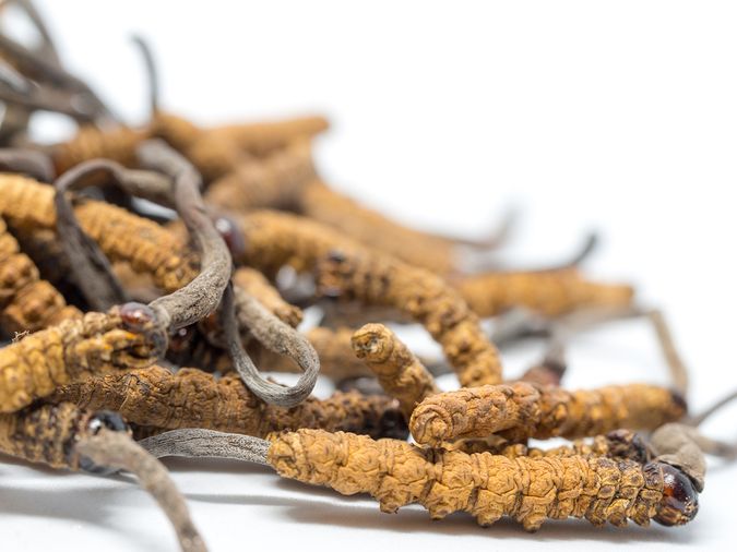 Cordyceps-Housenice cinska