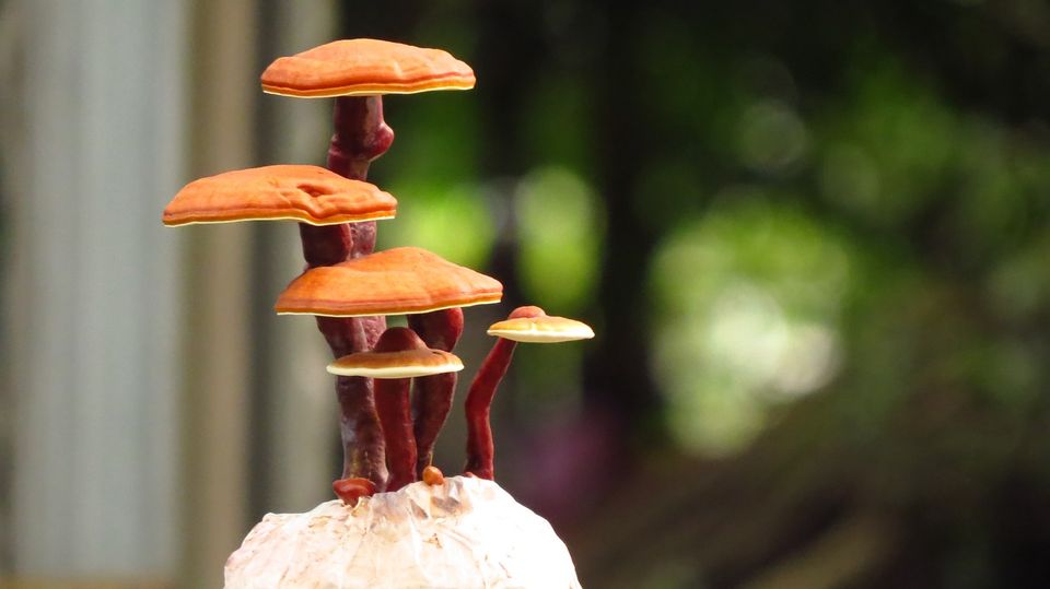 ganoderma lucidum - reishi