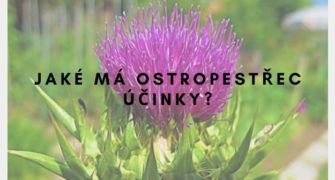 ostropestřec účinky