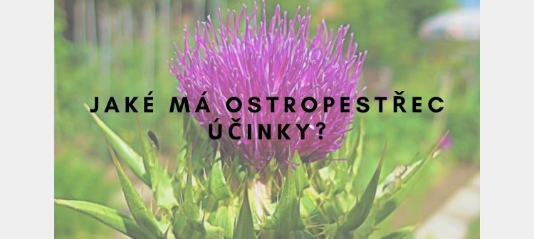 ostropestřec účinky