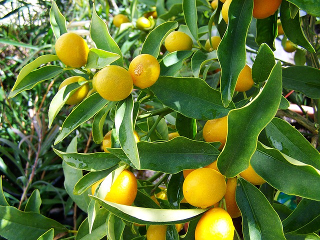primulus vitamín c