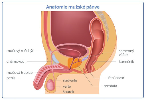 prostata