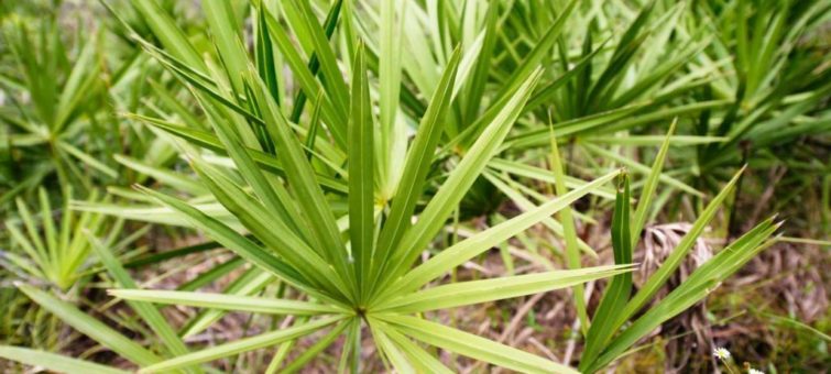 Saw palmetto