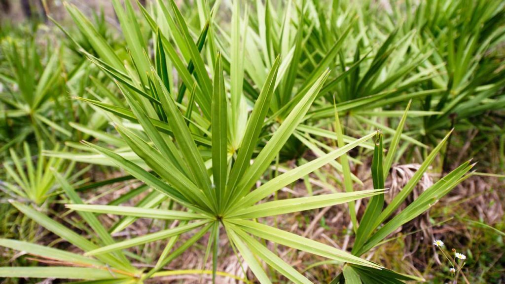 Saw palmetto