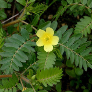 tribulus-terrestris