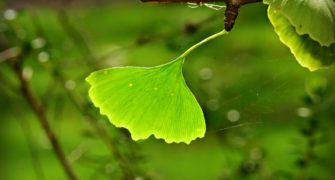 ginkgo biloba a erekce