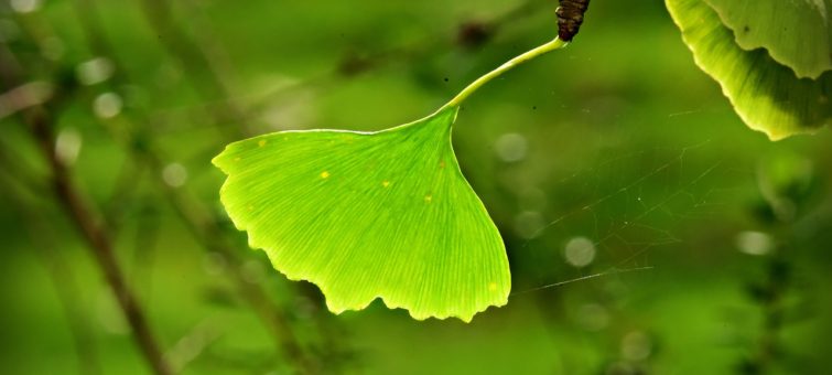 ginkgo biloba a erekce