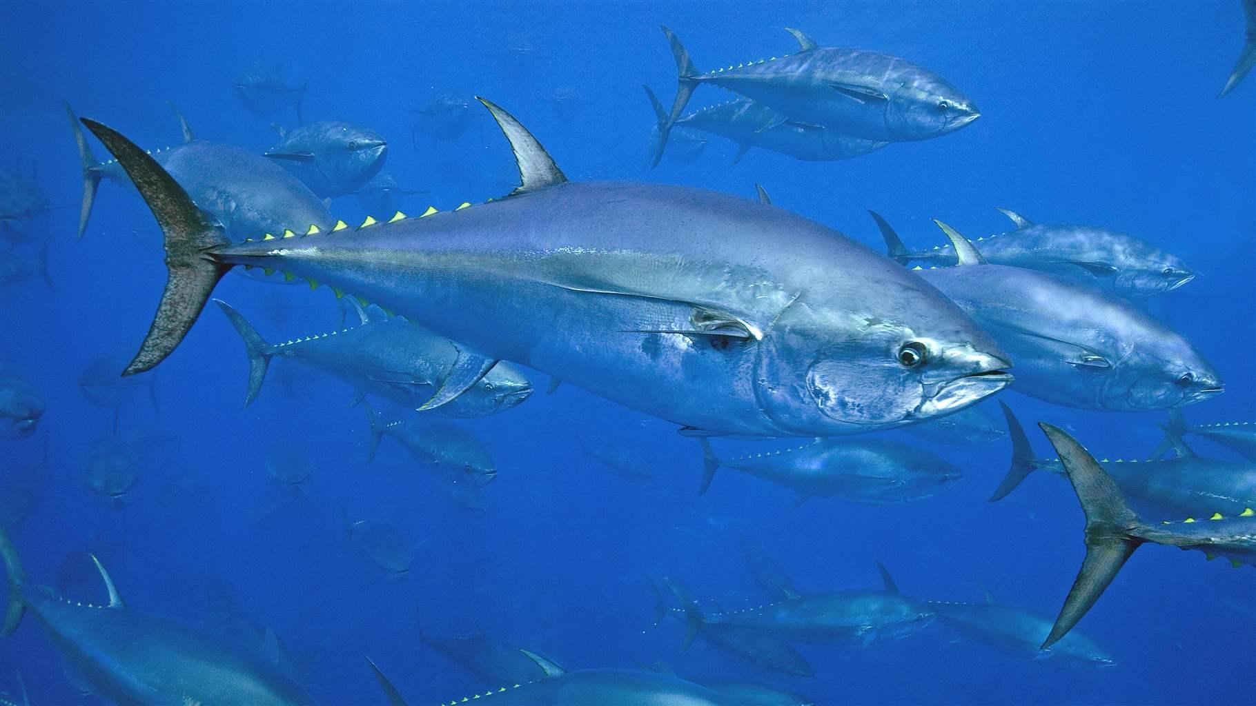 Tuňák zdroj omega marine forte