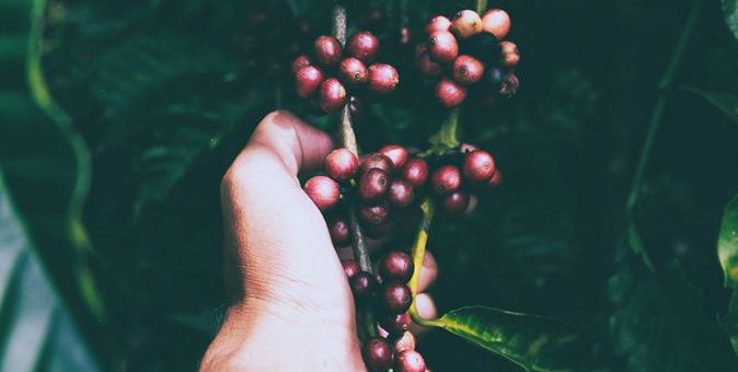 Fotka plodů acai berry