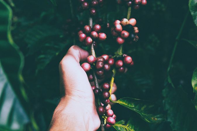 Fotka plodů acai berry