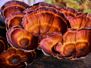 houba reishi