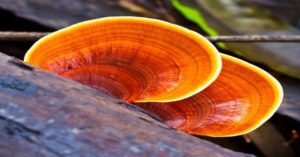 reishi houba