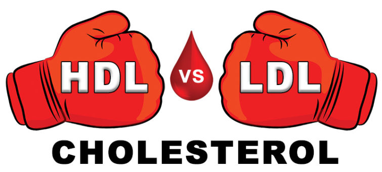 hdl vs ldl