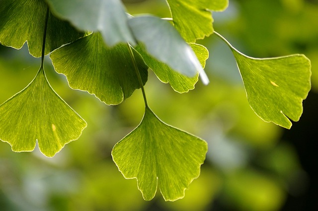 listy ginkgo biloba ginkgo biloba