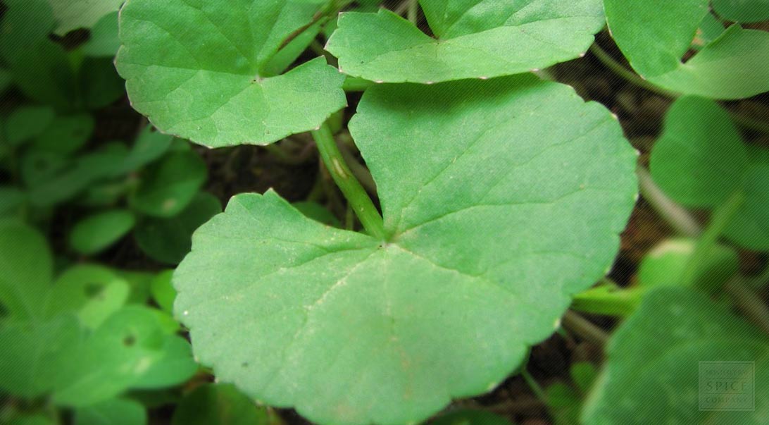 gotu kola rostlina