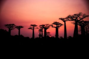 baobab stromy