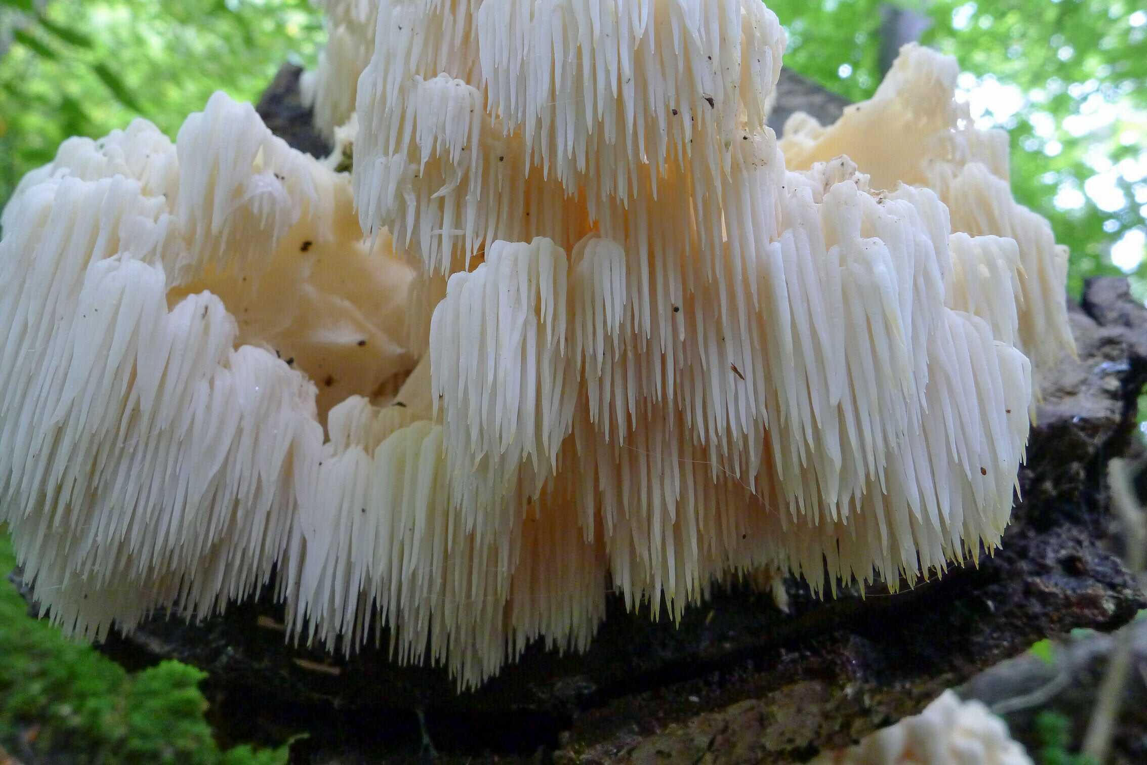 Hericium