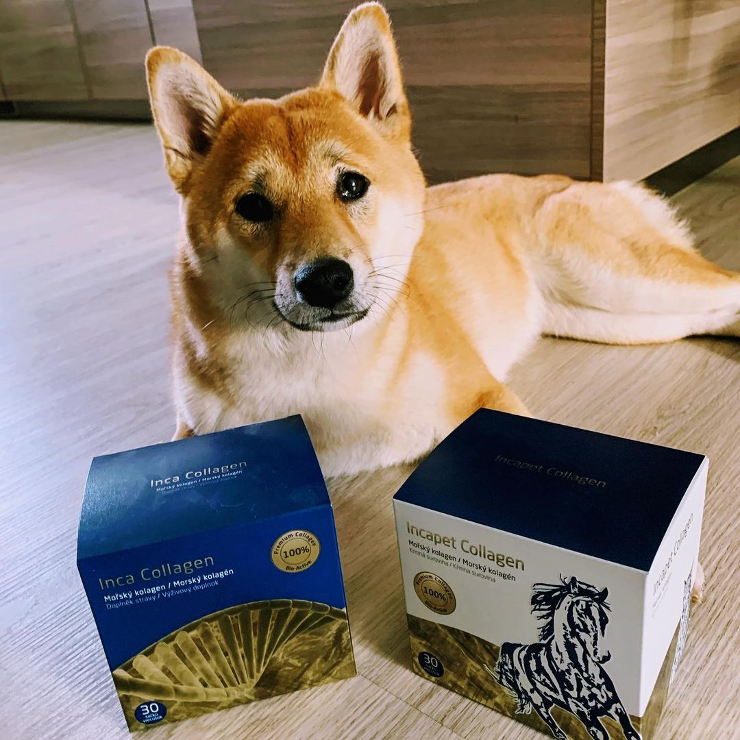 Pes s balením incapet collagen