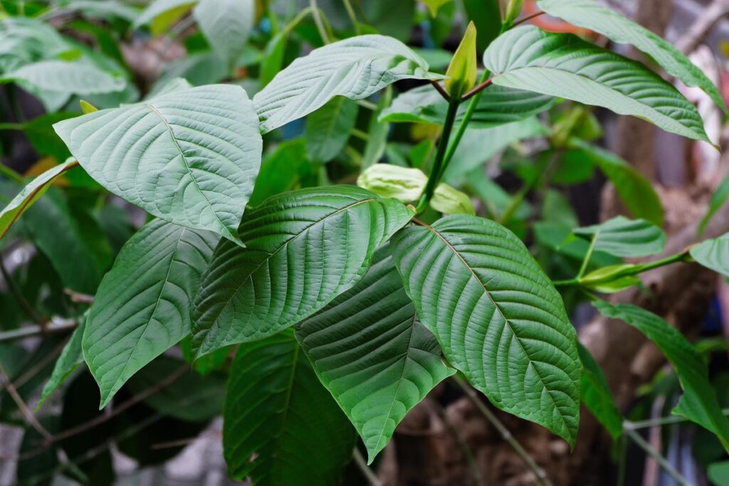 kratomové listy v indonesii, na borneu a v thajsku