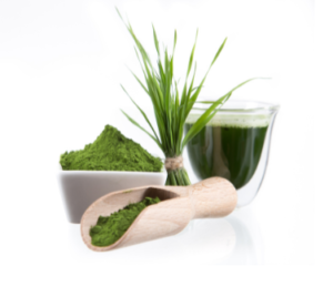 nejkvalitnější chlorella v prášku